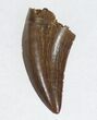 Wonderfully Preserved Nanotyrannus Tooth #11909-1